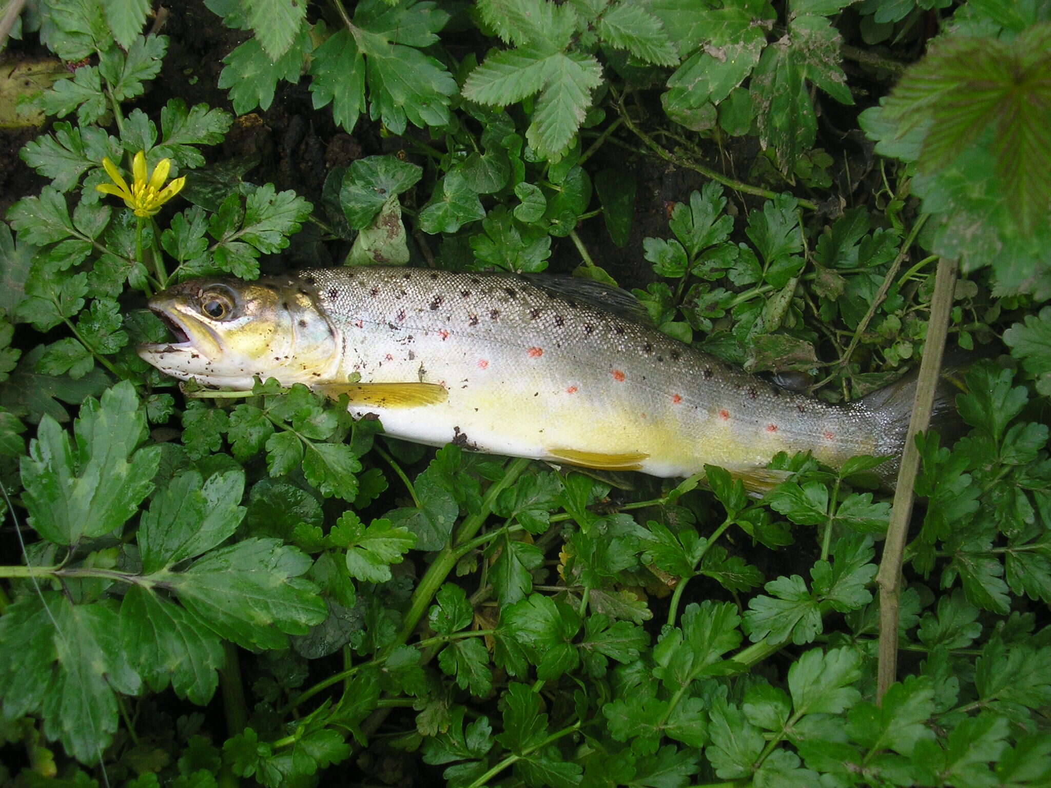 Image of Brown Trout