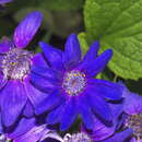 صورة Pericallis hybrida B. Nord.