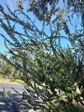 Image de Acacia uncinata Lindl.