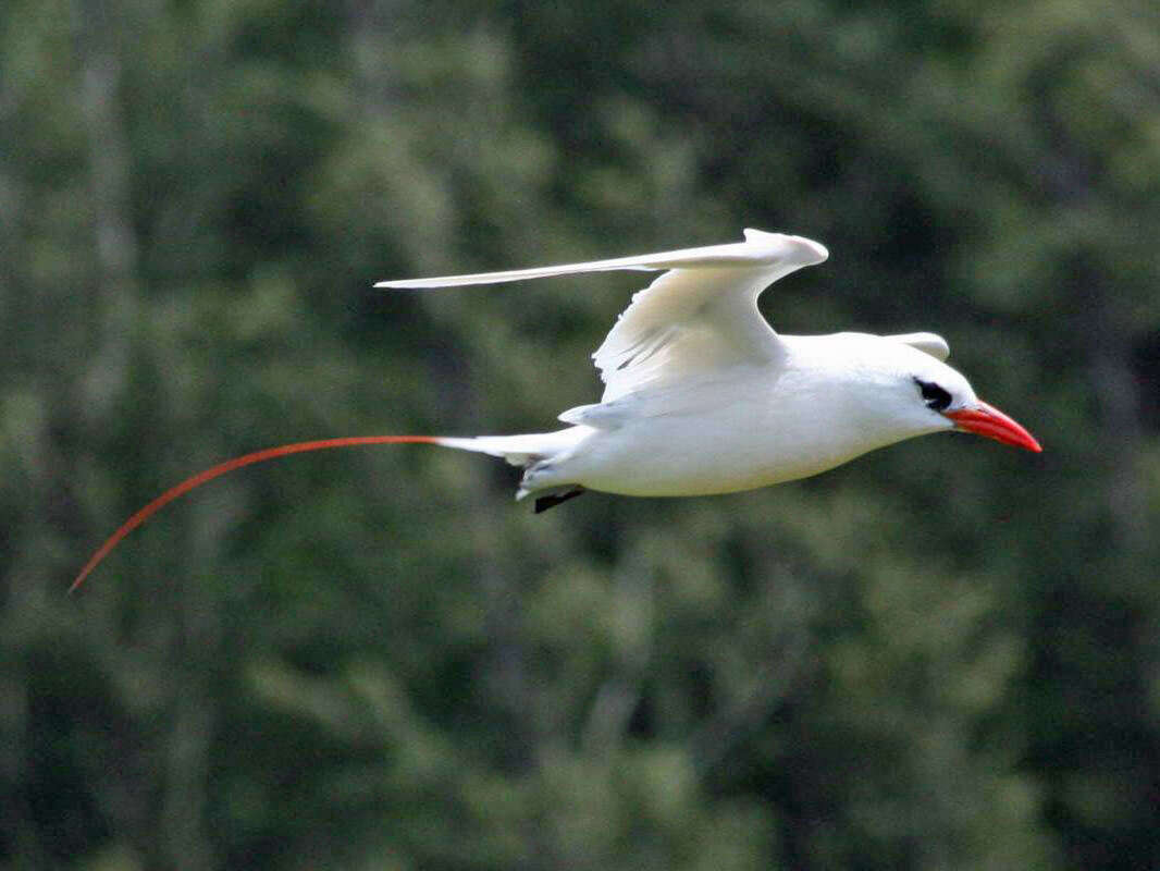 Image of Red-tailed Tropicbird