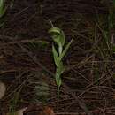 Слика од Pterostylis hamiltonii Nicholls