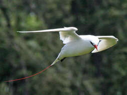 Image of Red-tailed Tropicbird