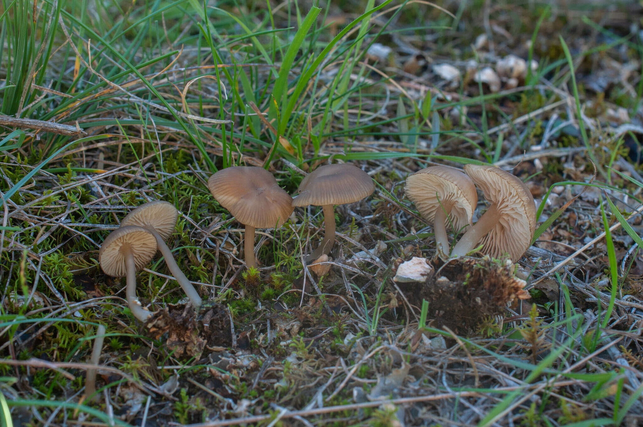 Imagem de Gamundia xerophila (Luthi & Röllin) Raithelh. ex P.-A. Moreau & Courtec.