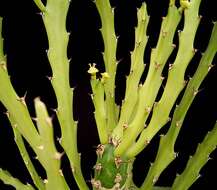 Image de Euphorbia epiphylloides Kurz