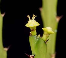 Image de Euphorbia epiphylloides Kurz