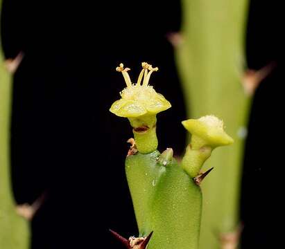 Image of Euphorbia epiphylloides Kurz