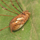 Image of <i>Dasylobus argentatus</i>