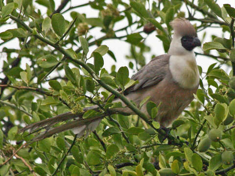 Image of Bare-faced Go-away Bird