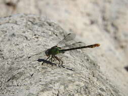 Image of Erpetogomphus sipedon Calvert 1905