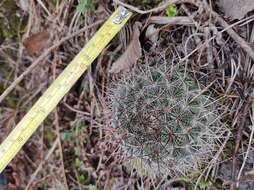 Image de Mammillaria discolor Haw.