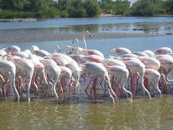 Imagem de Phoenicopterus roseus Pallas 1811