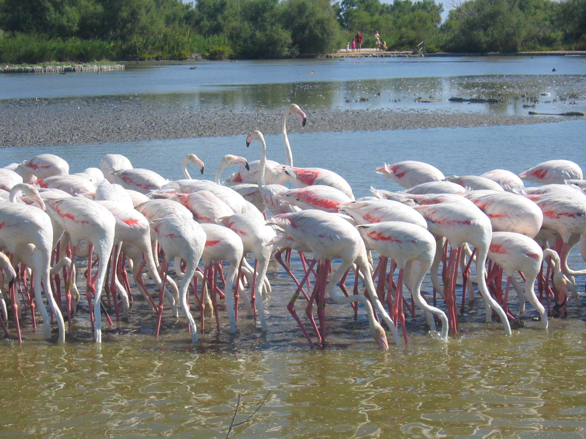 Imagem de Phoenicopterus roseus Pallas 1811