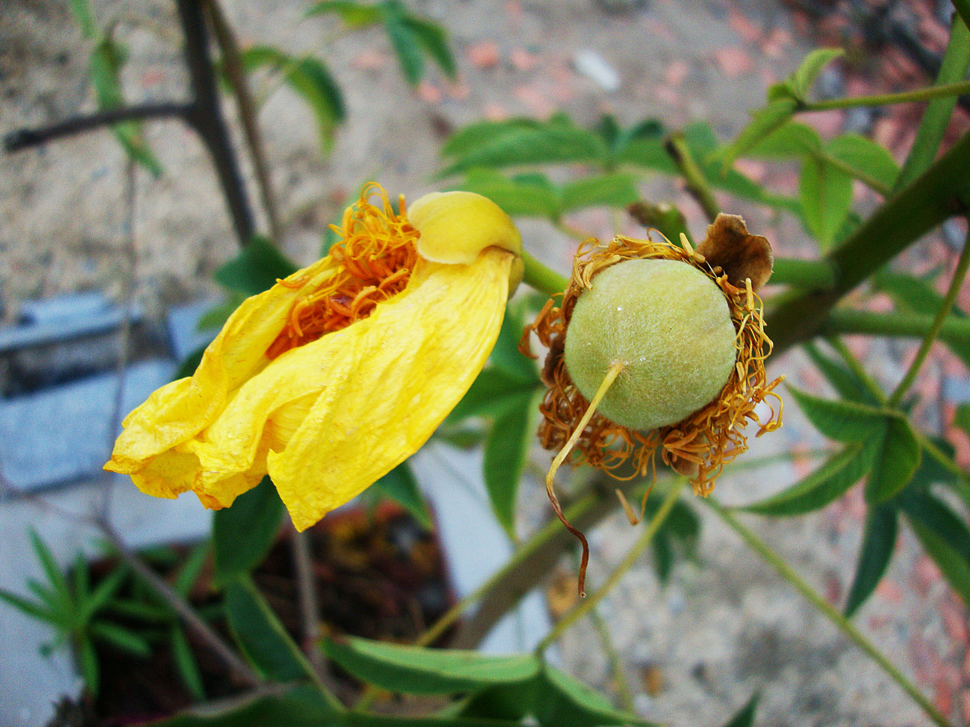 Image of silk-cotton tree