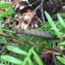 Imagem de Hecatesia fenestrata Boisduval 1829