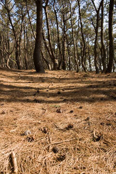 Image of Japanese Black Pine