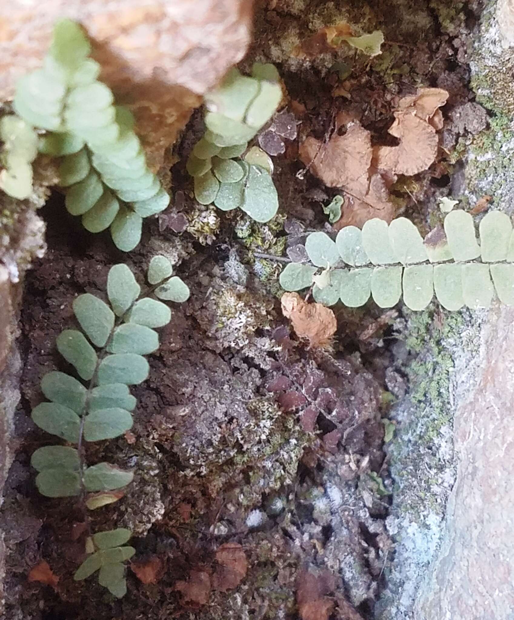 Image of blackstem spleenwort