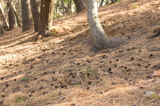 Image of Japanese Black Pine