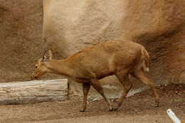 Image of Calamian deer