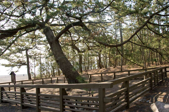 Image of Japanese Black Pine