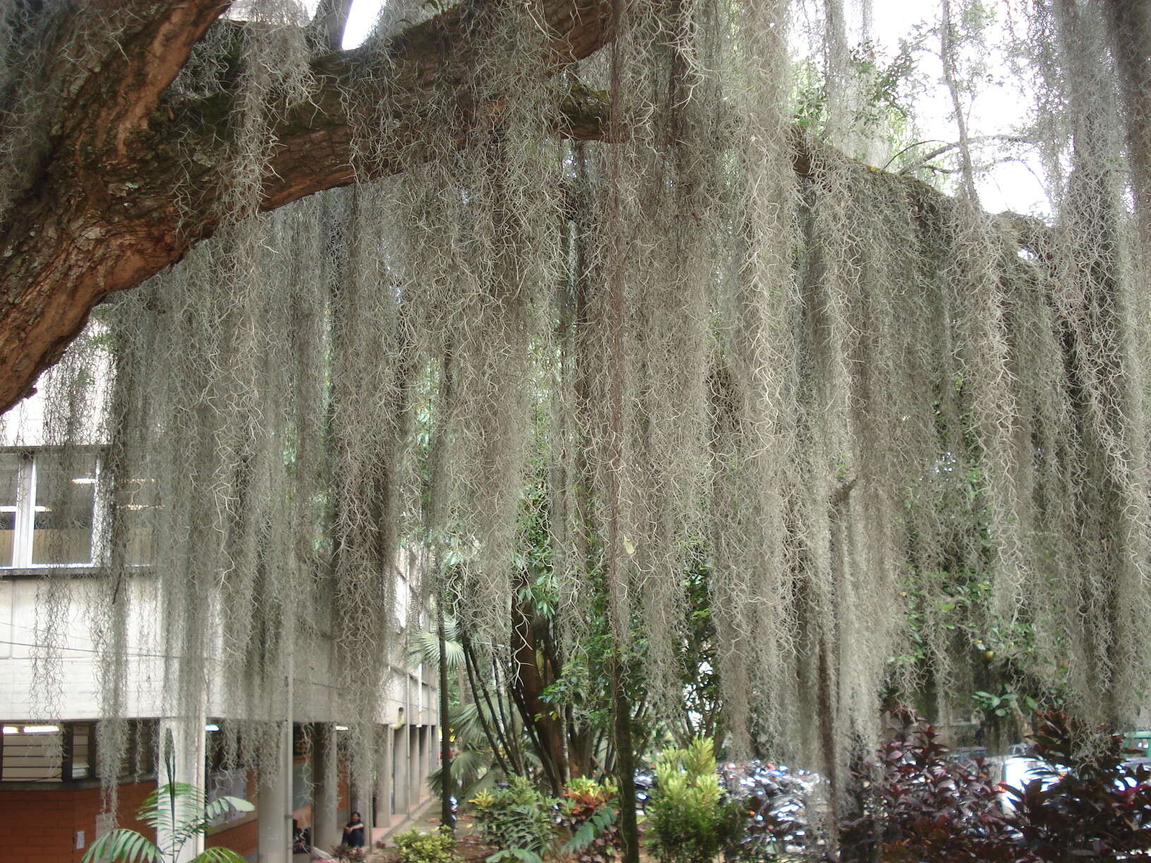 Sivun Tillandsia usneoides (L.) L. kuva