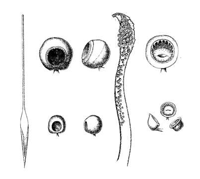 صورة Teuthowenia megalops (Prosch 1849)