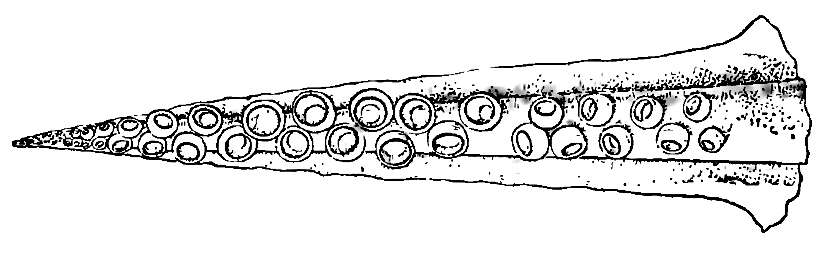 صورة Taonius pavo (Lesueur 1821)