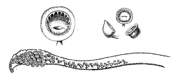 صورة Teuthowenia megalops (Prosch 1849)