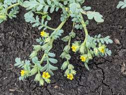 Image of Playa Yellow Scorpion-Weed