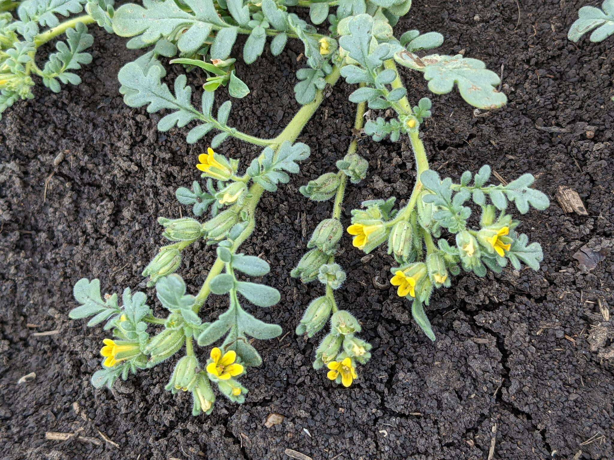 Image of Playa Yellow Scorpion-Weed