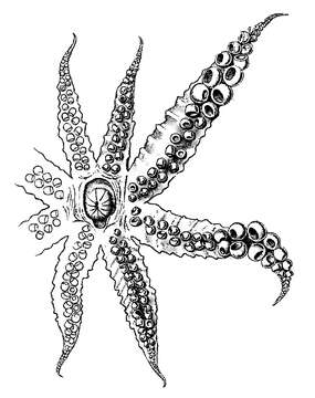 Imagem de Teuthowenia megalops (Prosch 1849)