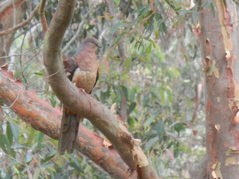 Image of Brown Cuckoo-Dove