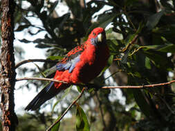 Image of Crimson Rosella