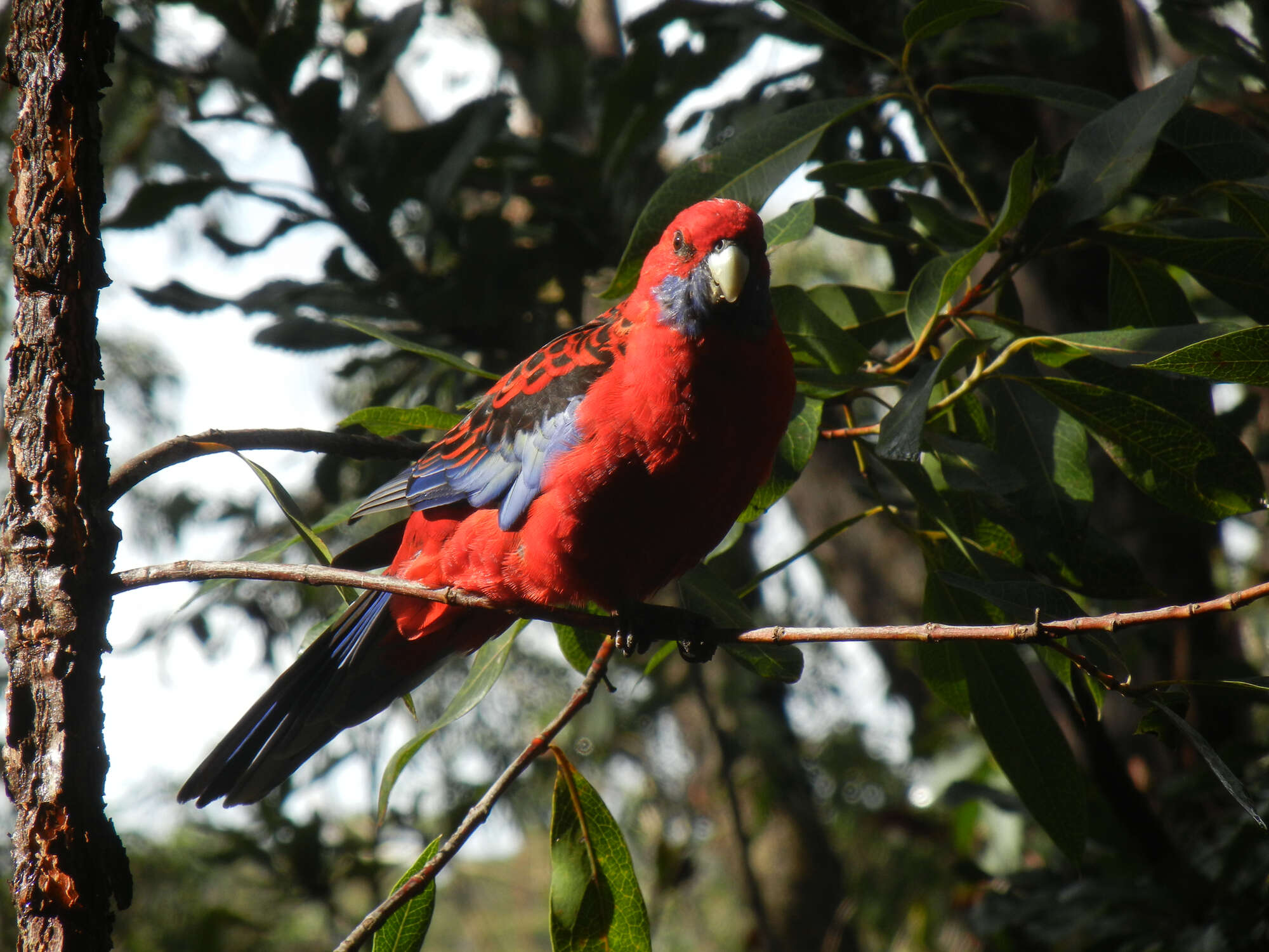 Image of Crimson Rosella