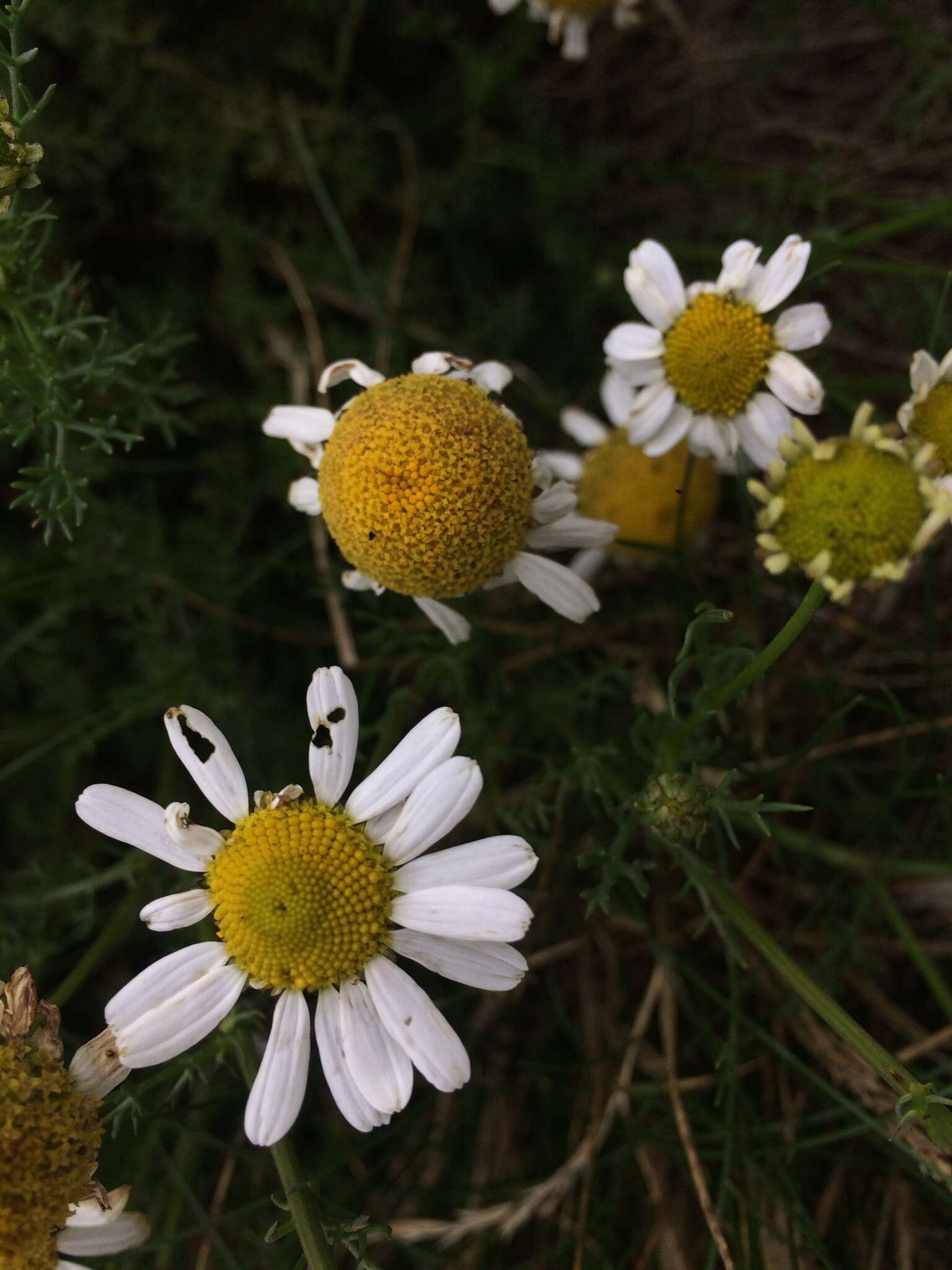 Image of false mayweed