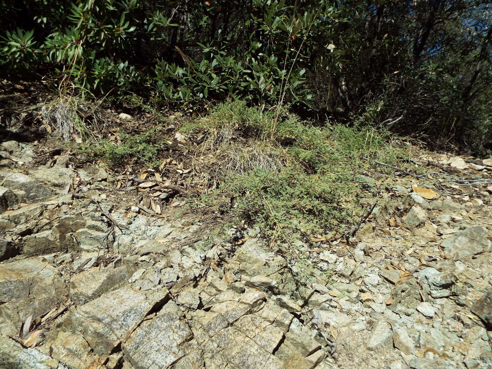 Image of oakwoods prairie clover