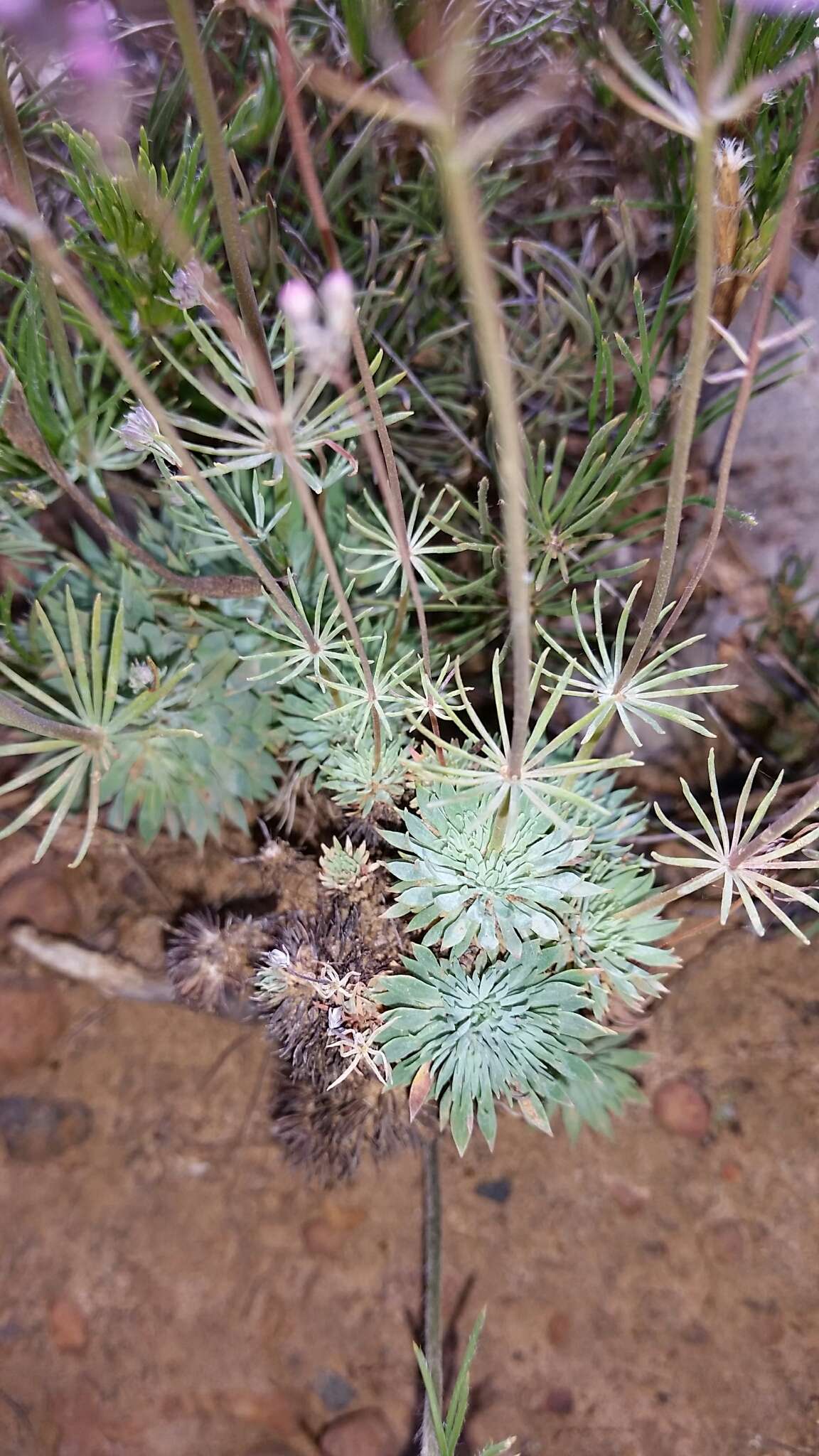 Image of Stylidium brunonianum subsp. brunonianum