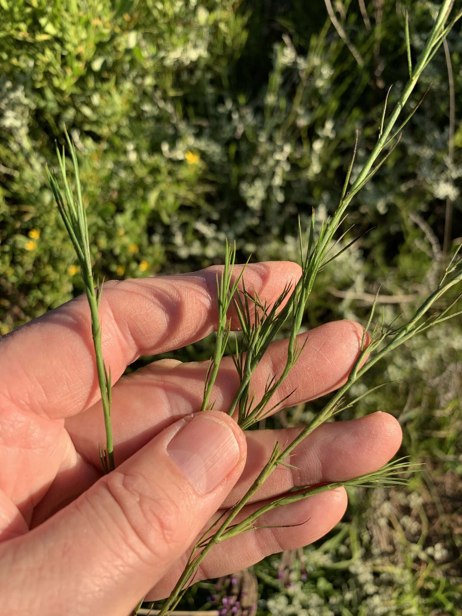 Image of Psoralea alata (Thunb.) T. M. Salter