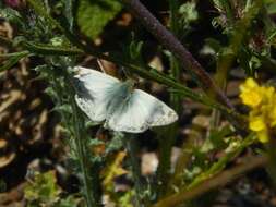 Plancia ëd Heliopetes ericetorum Boisduval 1852