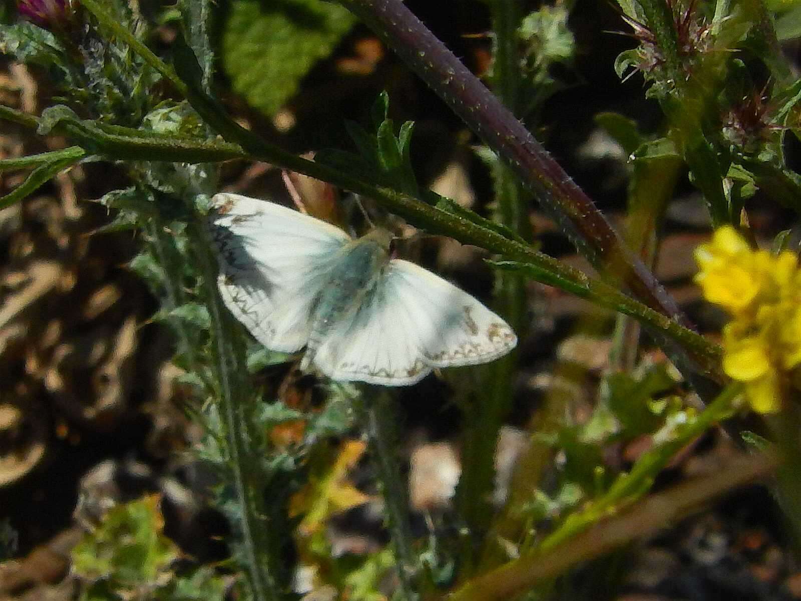 Sivun Heliopetes ericetorum Boisduval 1852 kuva