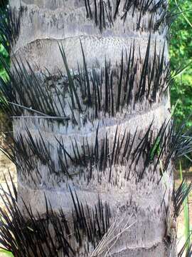 Image of Yellow coconut