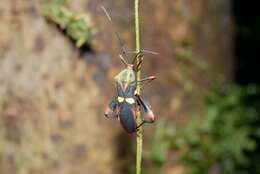 Image of Schaeferocoris ecuadorensis O'Shea 1980