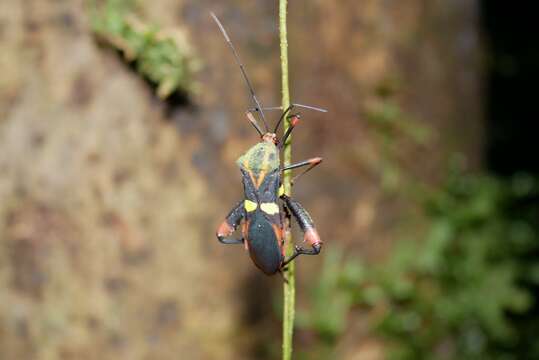 Image of Schaeferocoris