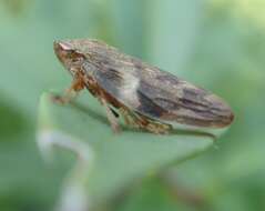 Image of European Alder Spittlebug