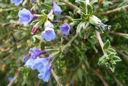 Plancia ëd Lithodora hispidula (Sm.) Griseb.