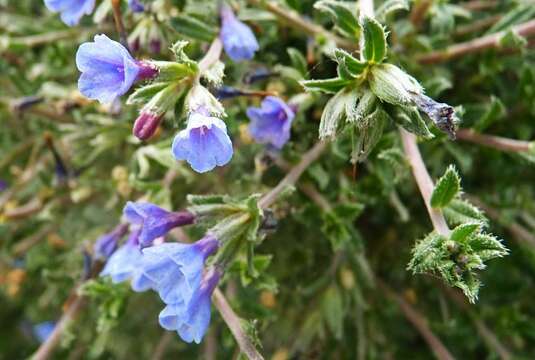 Plancia ëd Lithodora hispidula (Sm.) Griseb.