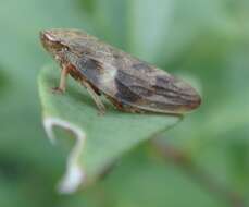 Image of European Alder Spittlebug