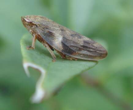 Image of European Alder Spittlebug