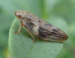 Image of European Alder Spittlebug