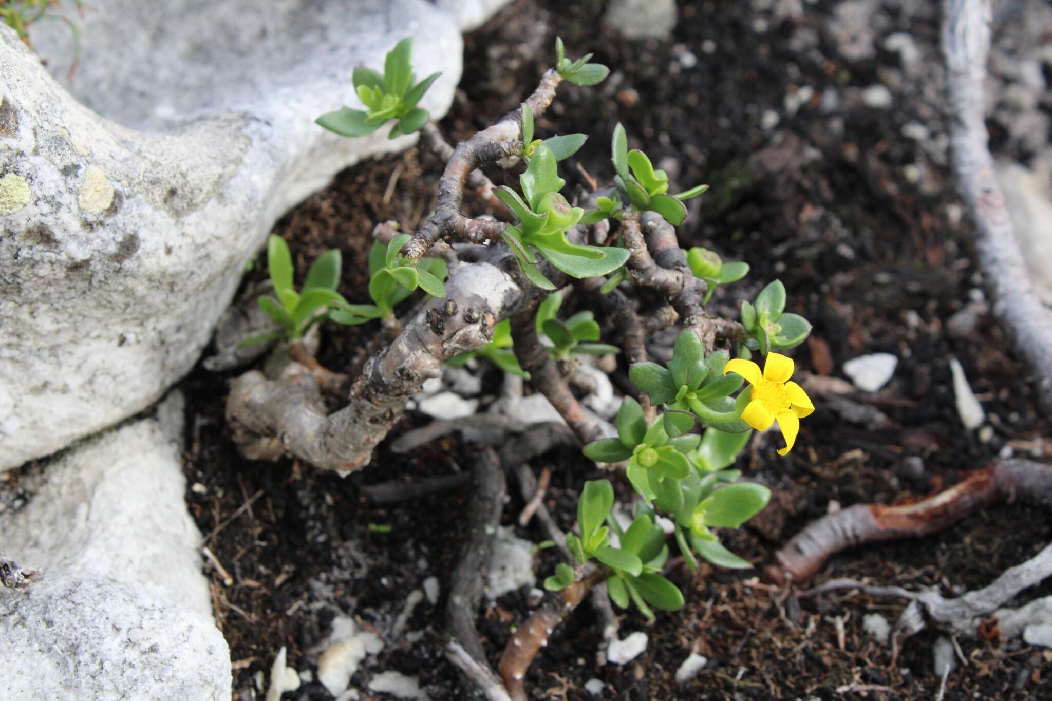 Image de Othonna arborescens L.