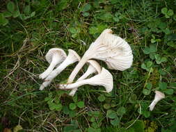 Image of Snowy Waxcap